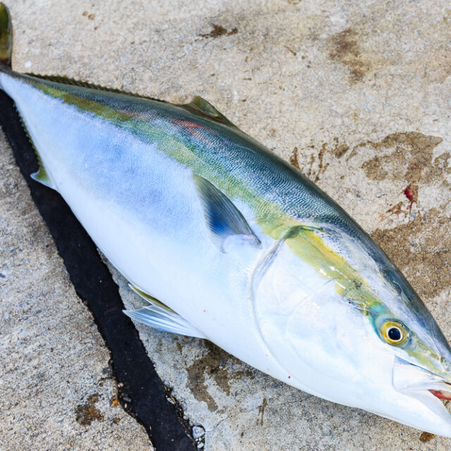 海上釣堀でのタナ取りの方法を紹介 公式 釣堀紀州 和歌山 有田郡広川町の海上釣堀 釣り堀 紀州