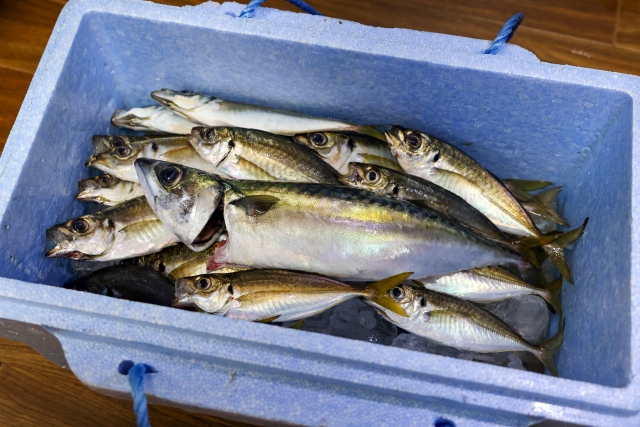 釣った魚を新鮮に入れておく物とは スカリとクーラーボックスの特徴 公式 釣堀紀州 和歌山 有田郡広川町の海上釣堀 釣り堀 紀州